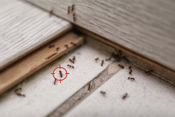 Wasp Removal Services in Pingree Grove, IL