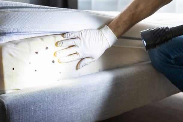 Best Spider Control Near Me  in Pingree Grove, IL