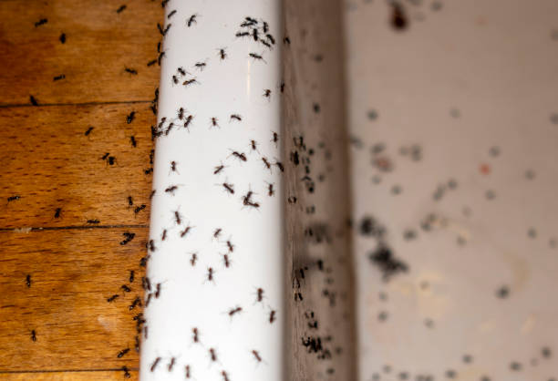 Best Affordable Pest Control Services  in Pingree Grove, IL