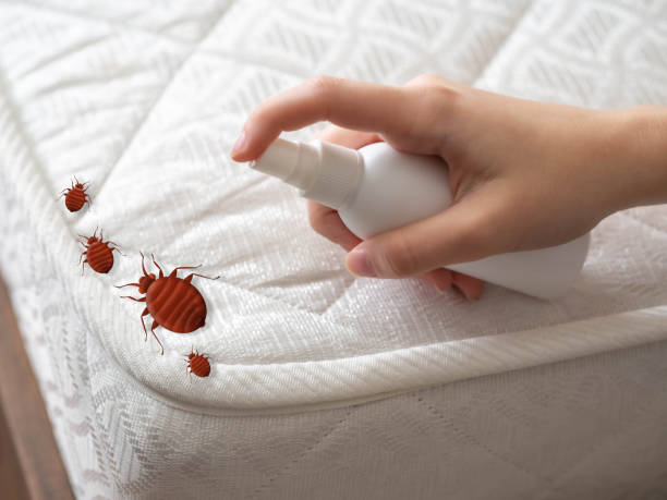 Best Ant Control Services  in Pingree Grove, IL