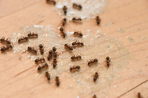 Best Local Pest Control Services  in Pingree Grove, IL