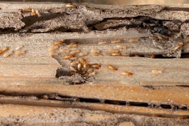 Professional Pest Control in Pingree Grove, IL