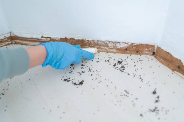 Best Pest Control Near Me in Pingree Grove, IL